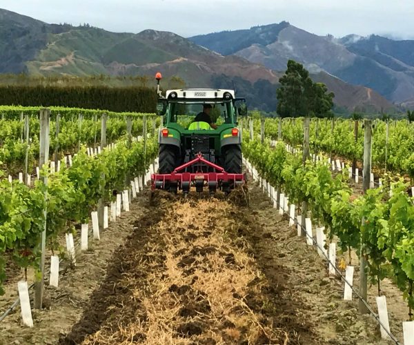 Cultivation Vineyard Marlborough