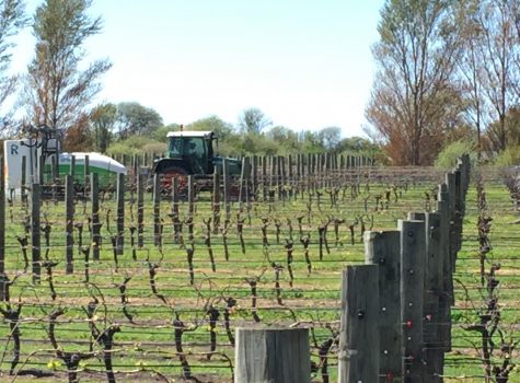 Spraying Vines, Blenheim